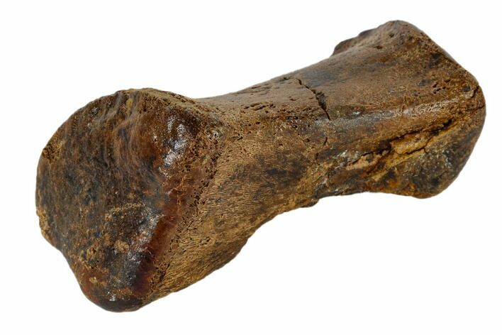 Hadrosaur (Edmontosaur) Phalange (Finger) - South Dakota #117082